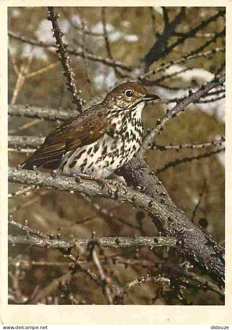 Animaux - Oiseaux - Grive Musicienne - CPM - Voir Scans Recto-Verso - Birds