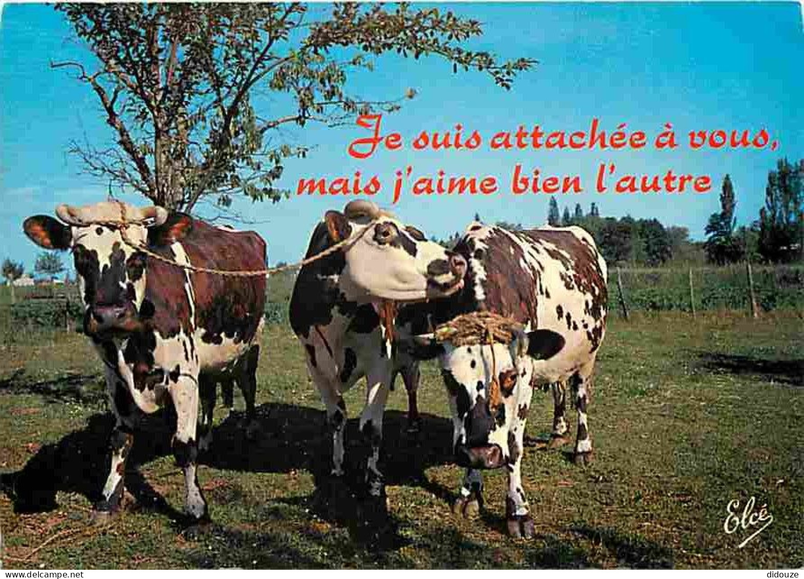 Animaux - Vaches - Carte Humoristique - CPM - Voir Scans Recto-Verso - Kühe