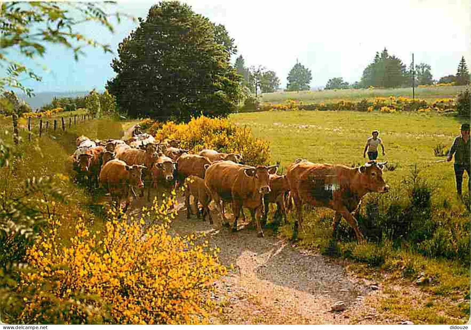 Animaux - Vaches - Retour Du Paturage - Paysans - Flamme Postale De Arnac Pompadour - CPM - Voir Scans Recto-Verso - Vacas