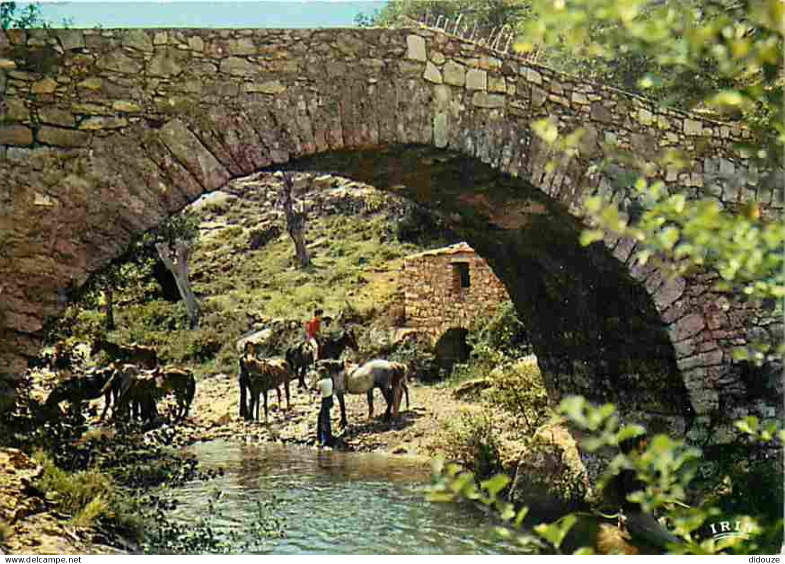 Animaux - Chevaux - Corse - Promenade à Cheval - Halte Sous Le Pont Génois Pour Se Désaltérer - CPM - Voir Scans Recto-V - Cavalli