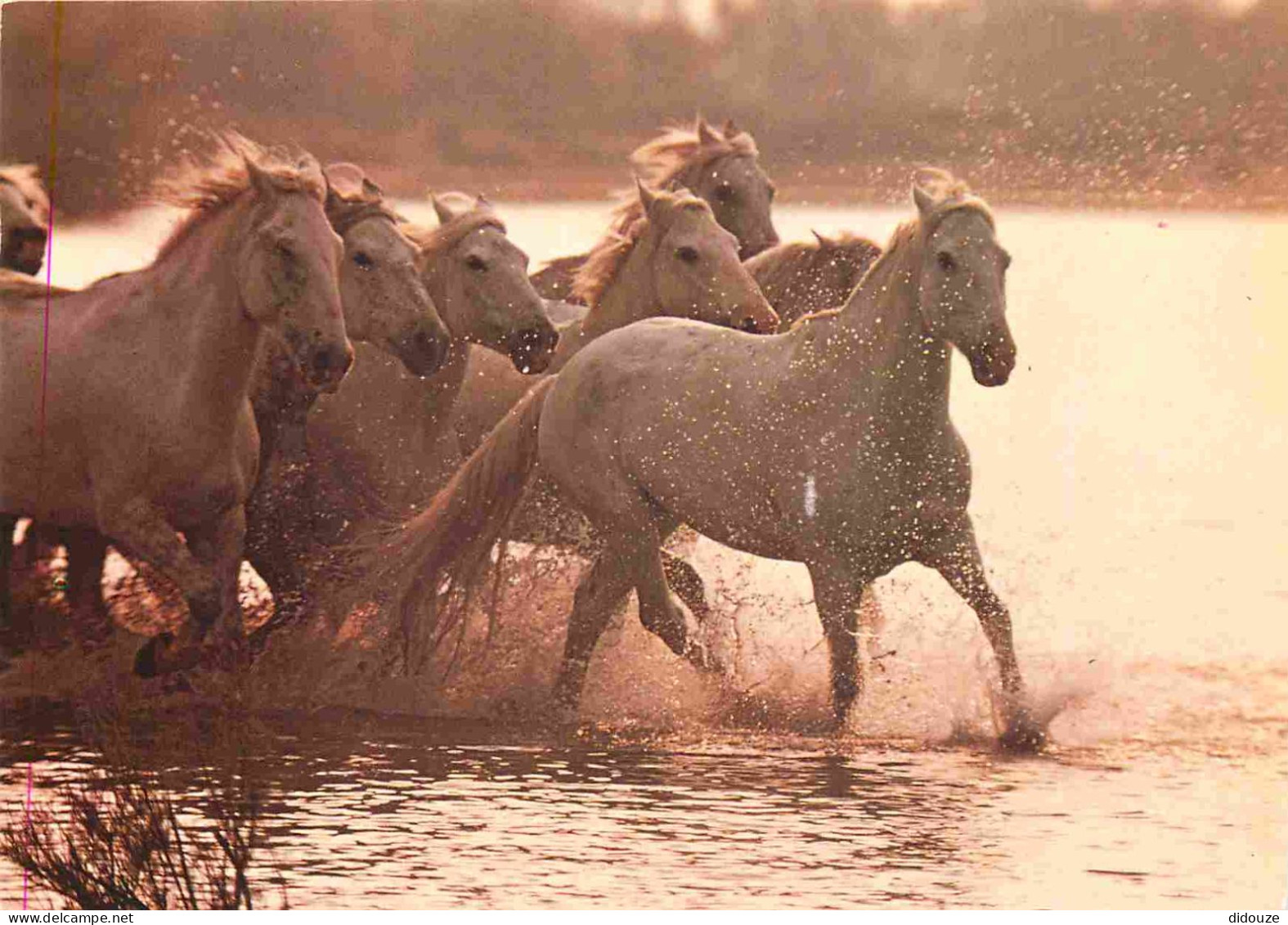 Animaux - Chevaux - Camargue - Coucher De Soleil - Horses - Pferde - CPM - Flamme Postale De Pontoise 95 - Voir Scans Re - Cavalli