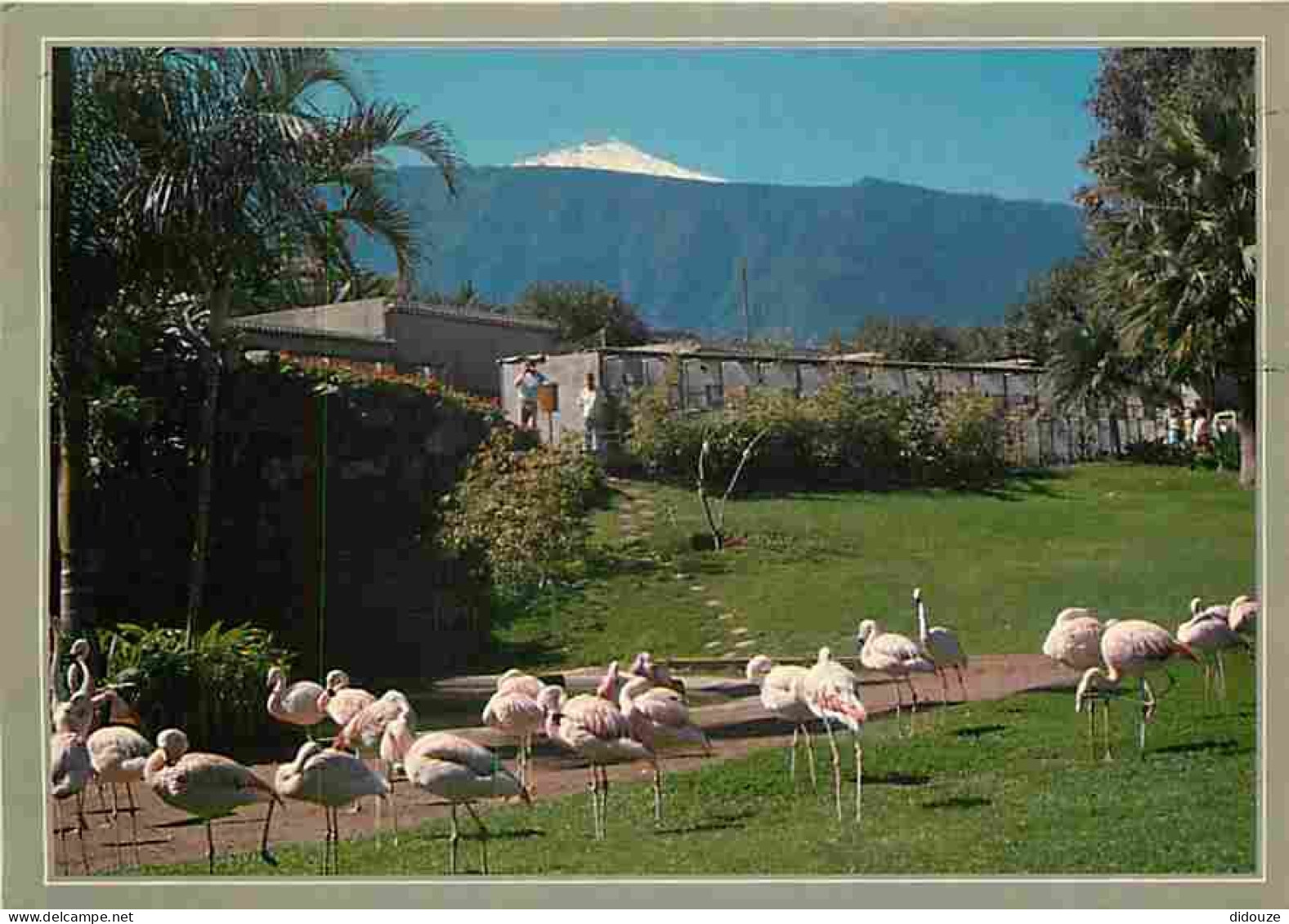Animaux - Oiseaux - Flamants Roses - Islas Canarias - Loro Parque Y El Teide - Puerto De La Cruz - Tenerife - CPM - Voir - Birds