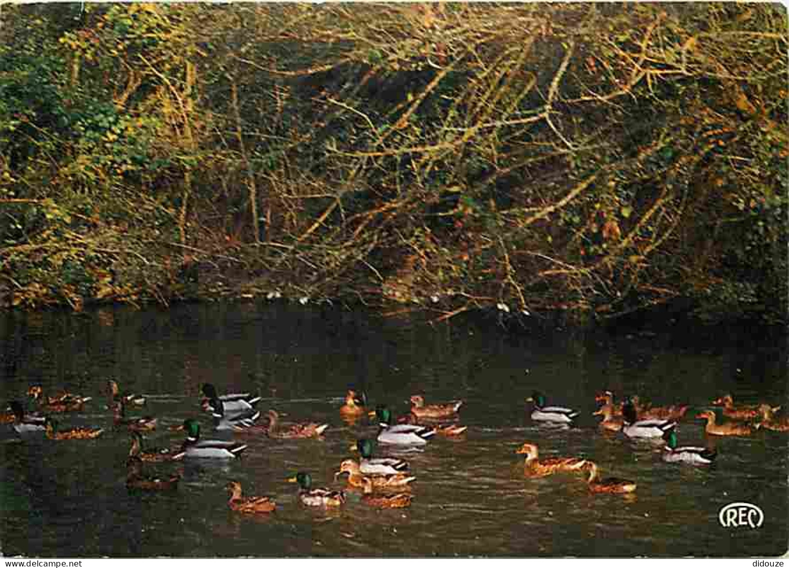 Animaux - Oiseaux - Canards - CPM - Voir Scans Recto-Verso - Birds