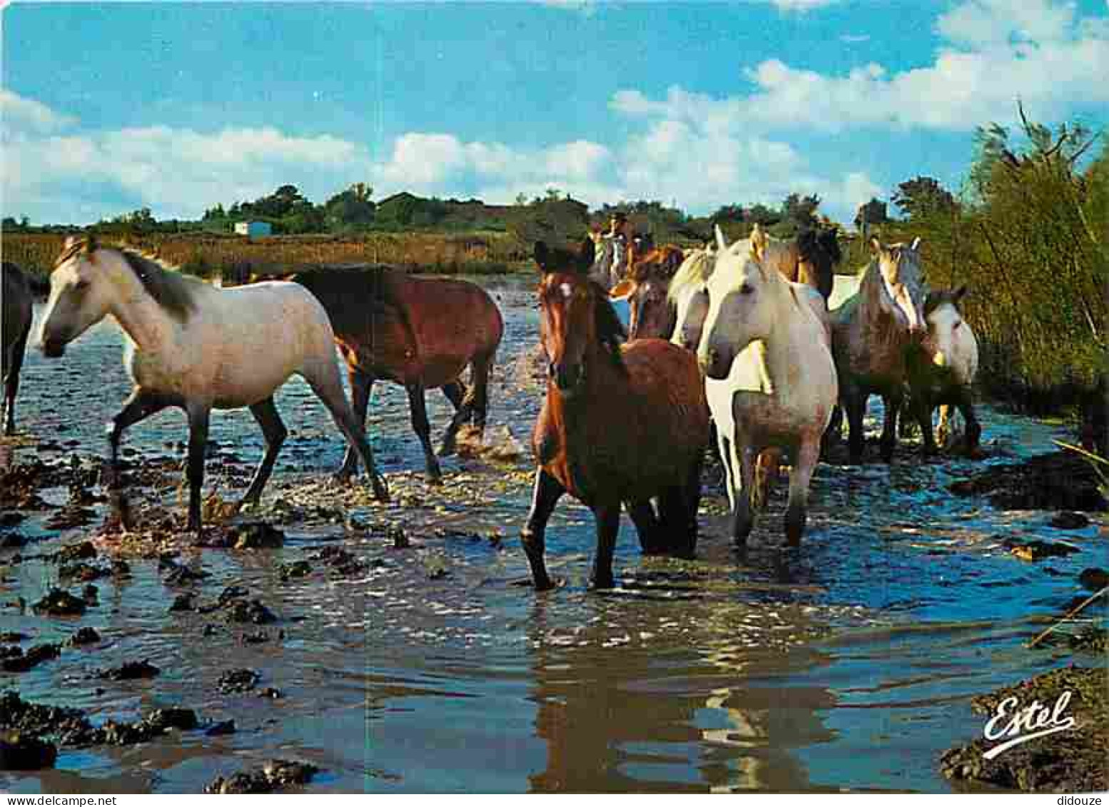 Animaux - Chevaux - Camargue - Manade De Chevaux Dans Le Marais - CPM - Voir Scans Recto-Verso - Cavalli