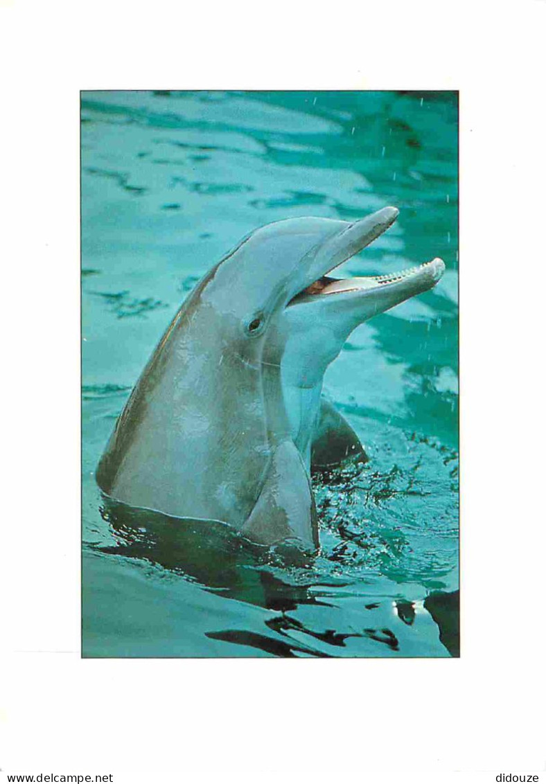 Animaux - Dauphin - Dolphin - CPM - Voir Scans Recto-Verso - Delphine