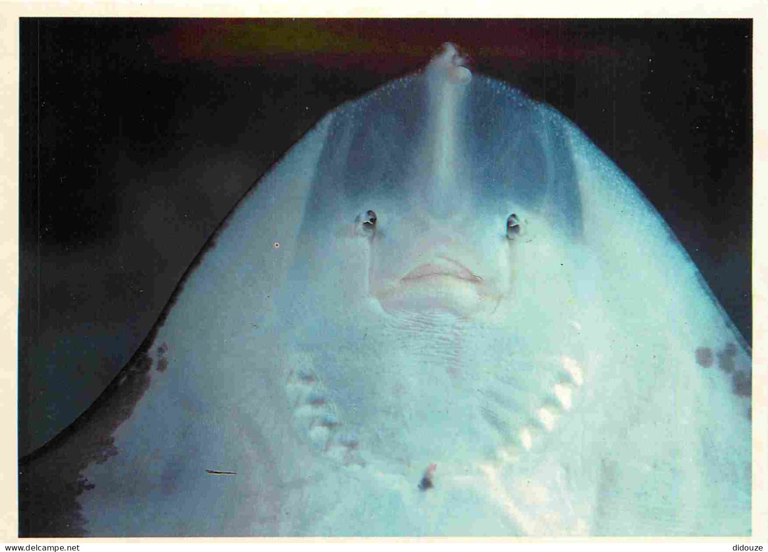 Animaux - Poissons - Aquarium De La Rochelle - 24 - Raie Face Ventrale - CPM - Voir Scans Recto-Verso - Vissen & Schaaldieren