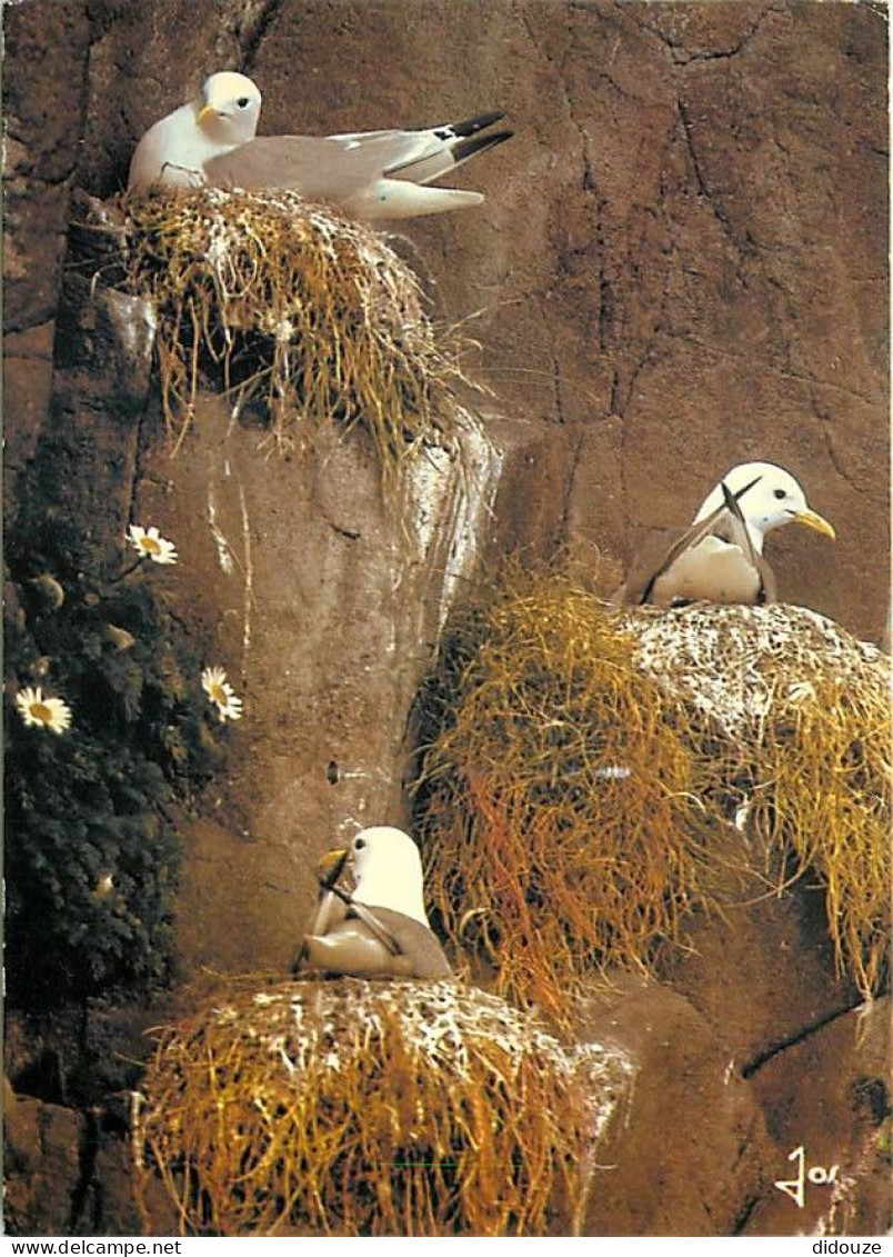 Animaux - Oiseaux - Oiseaux De Mer - Mouettes Tridactyles - CPM - Voir Scans Recto-Verso - Birds