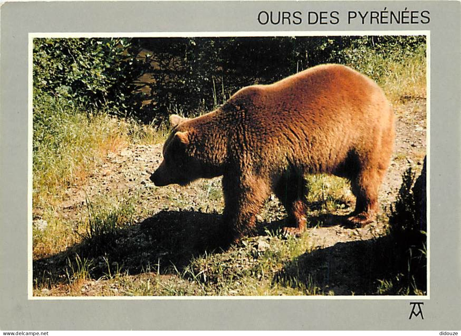 Animaux - Ours - Ours Des Pyrénées - CPM - Voir Scans Recto-Verso - Bären