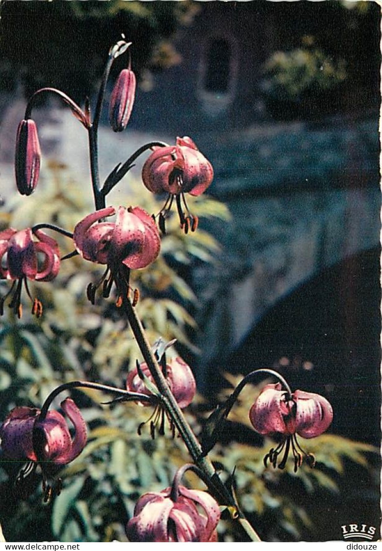 Fleurs - CPM - Voir Scans Recto-Verso - Flores