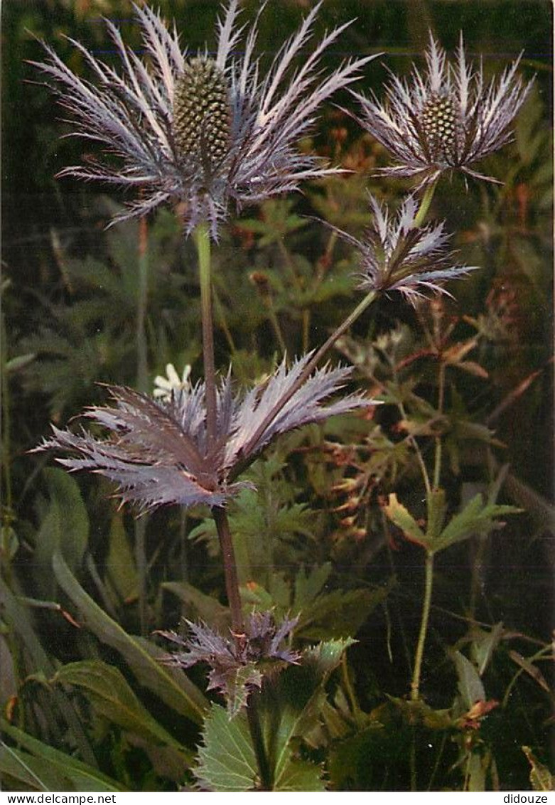 Fleurs - CPM - Voir Scans Recto-Verso - Flores