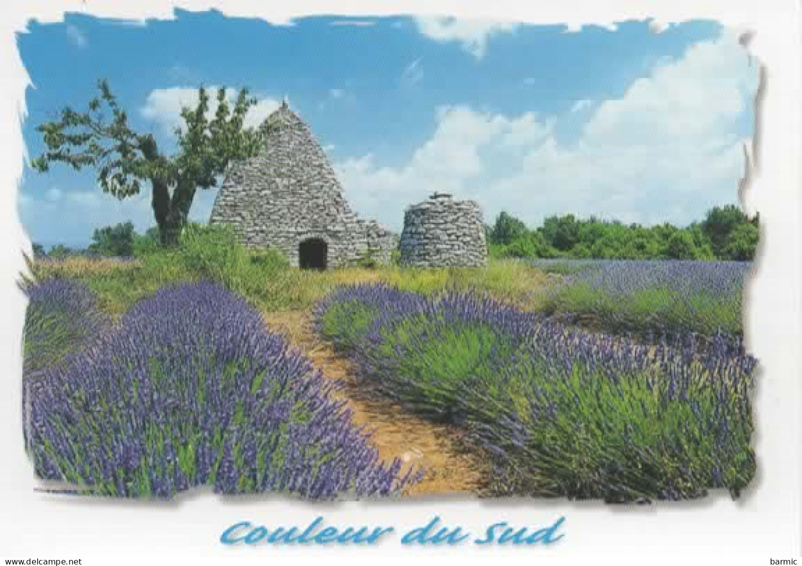 EN PROVENCE, CHAMPS DE LAVANDE COULEUR REF 15130 - Cultivation