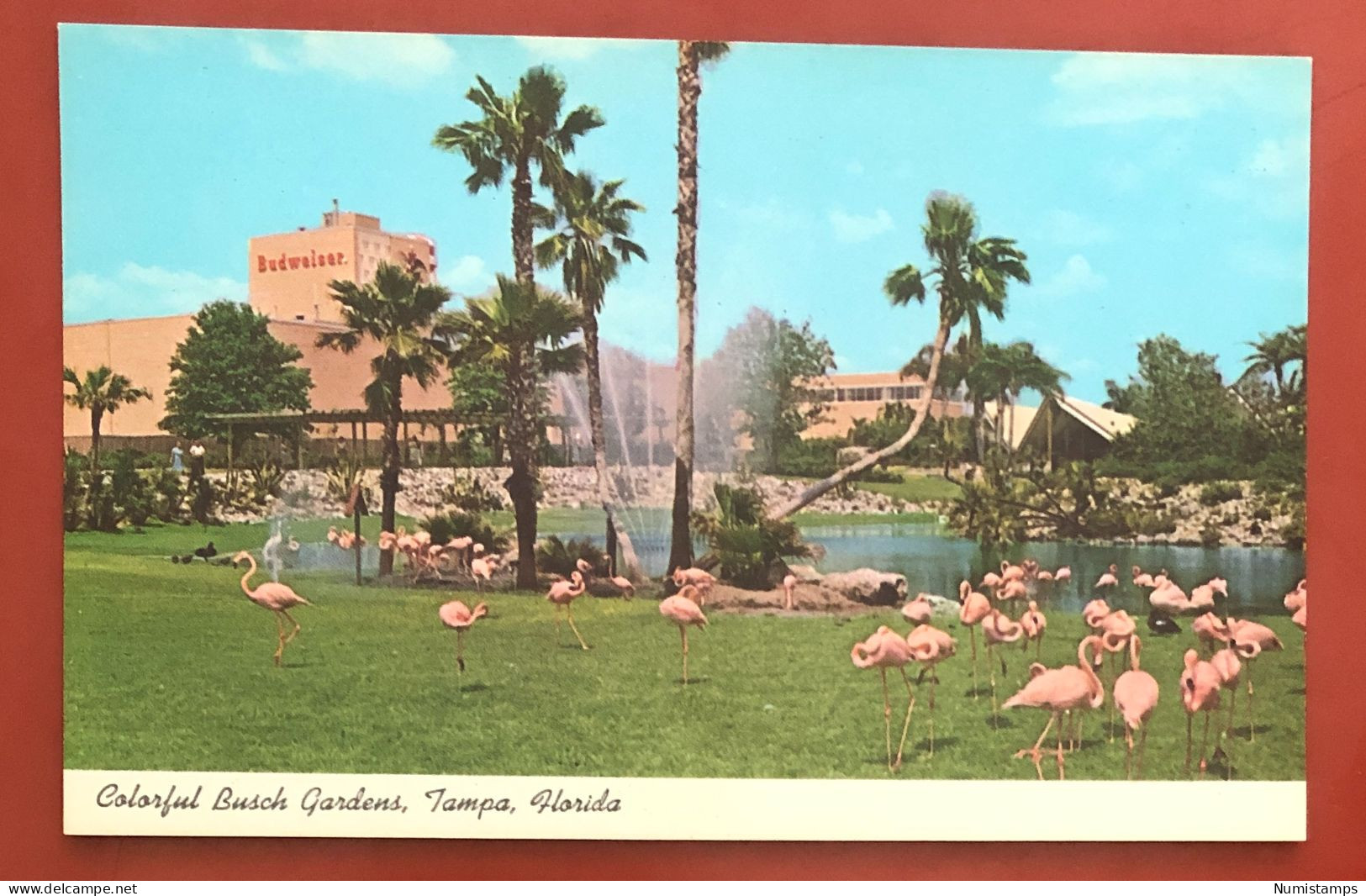 Flamingos In Colorful Busch Gardens Tampa, Florida (c310) - Tampa