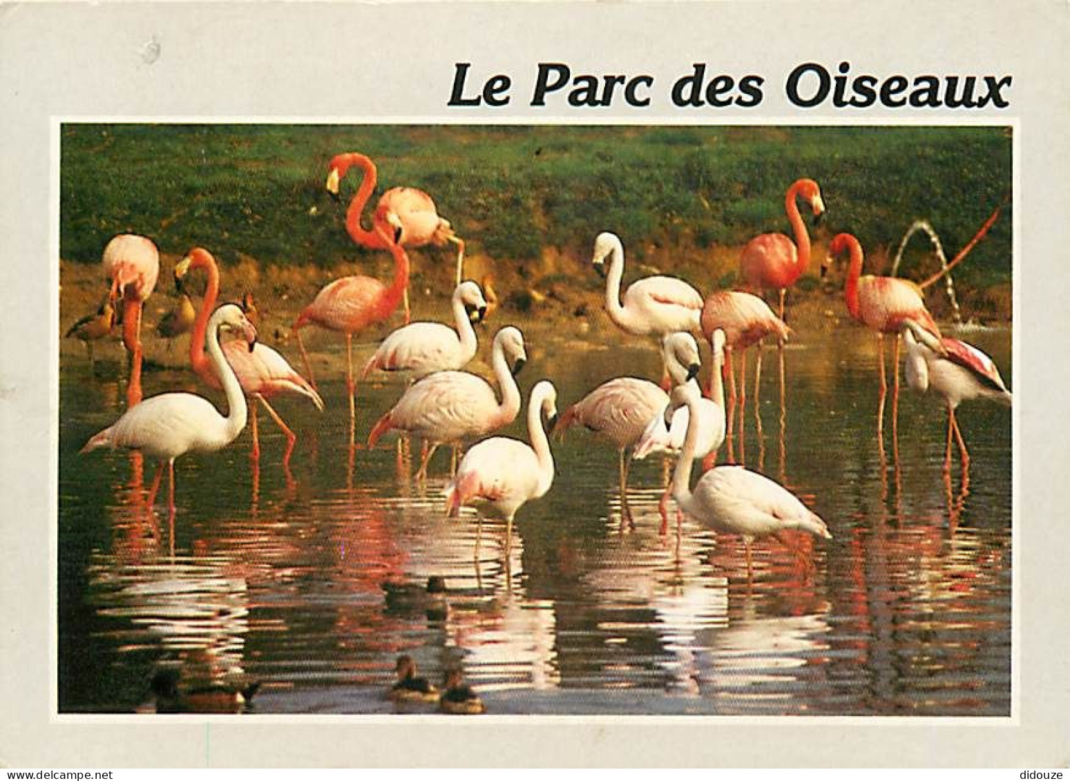 Animaux - Oiseaux - Flamants Roses - Parc Ornithologique Départemental De Villars Les Dombes - CPM - Voir Scans Recto-Ve - Pájaros