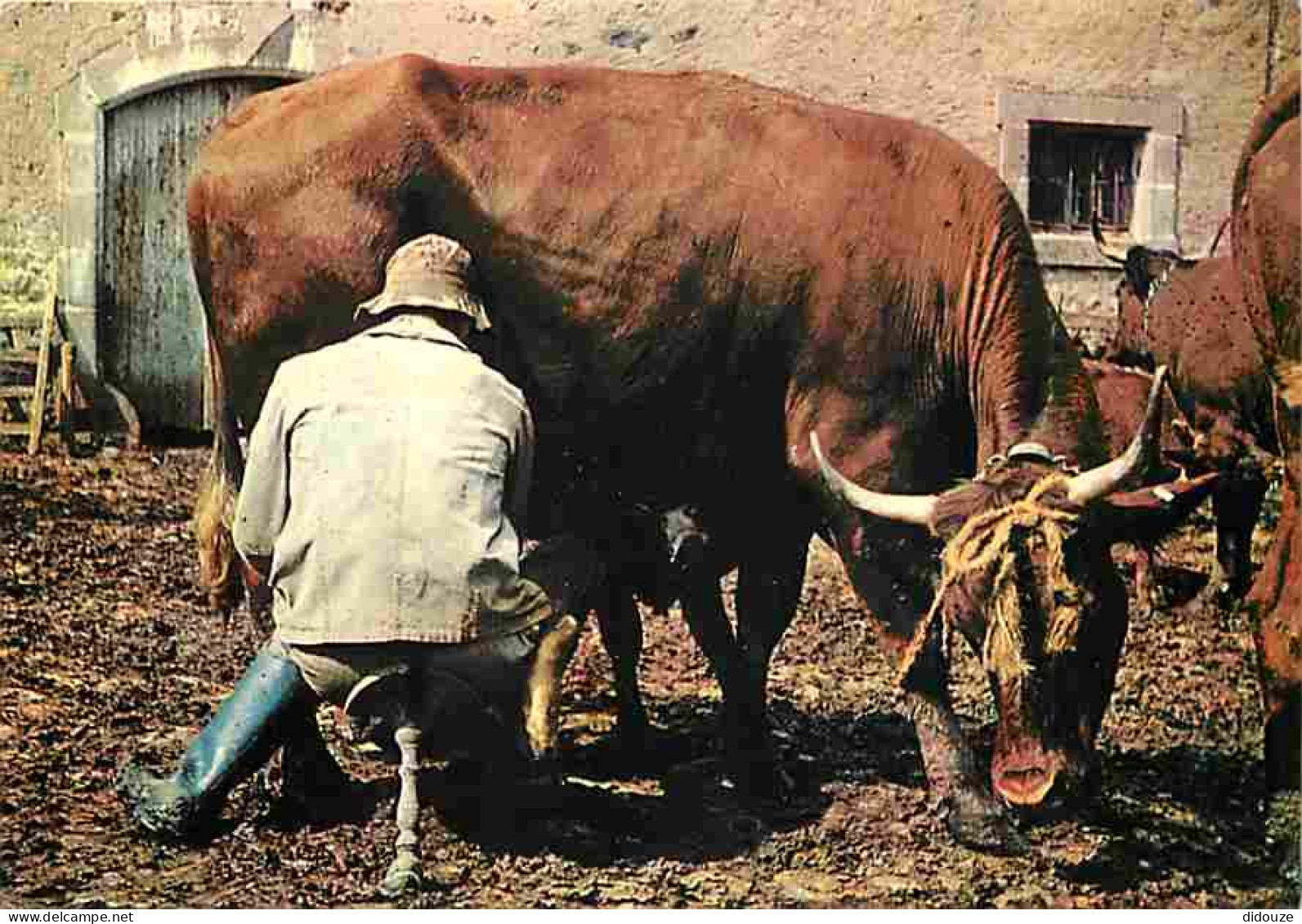 Animaux - Vaches - Traite à La Main - Paysans - Carte Neuve - CPM - Voir Scans Recto-Verso - Vacas