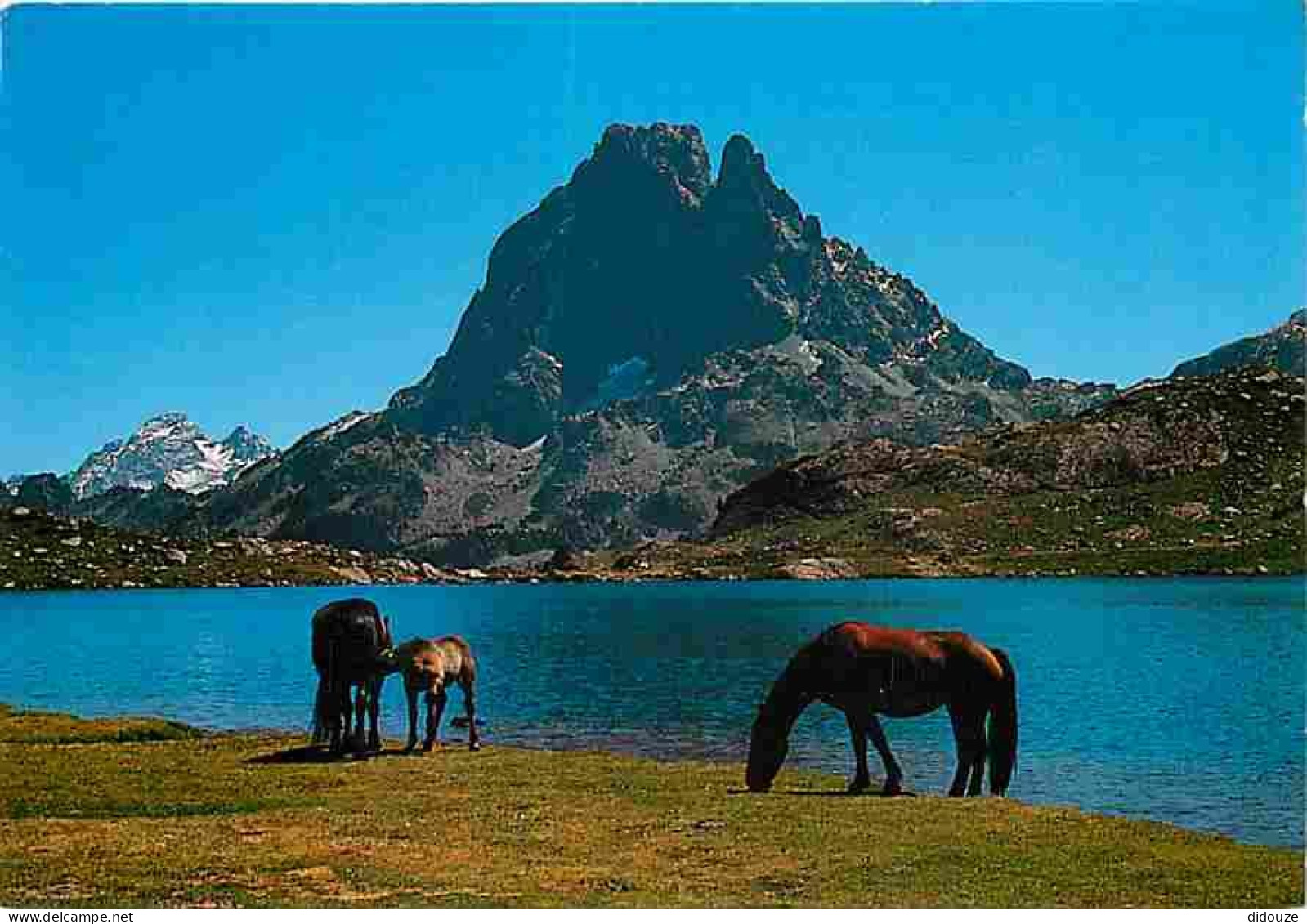 Animaux - Chevaux - Pyrénées - Pic Du Midi D'Ossau - Le Lac D'Ayous - Flamme Postale - Jument Et Son Poulain - CPM - Voi - Chevaux