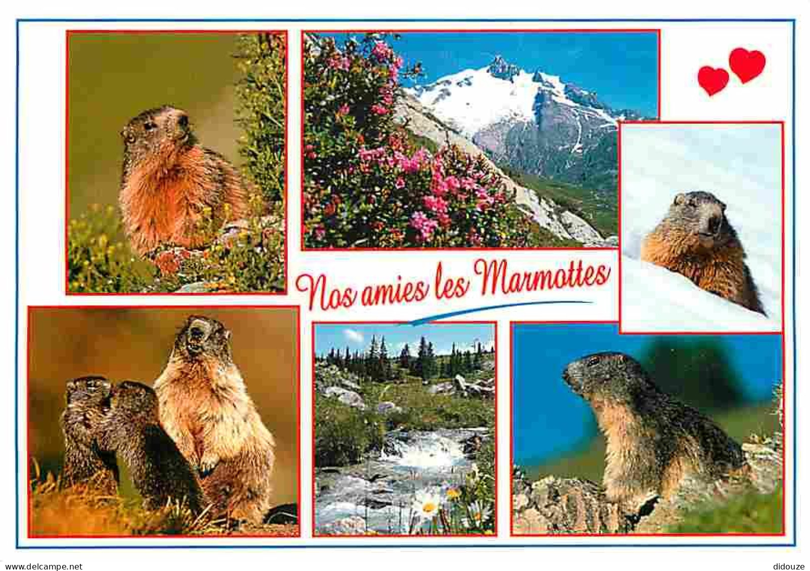 Animaux - Marmottes - Multivues - CPM - Voir Scans Recto-Verso - Andere & Zonder Classificatie