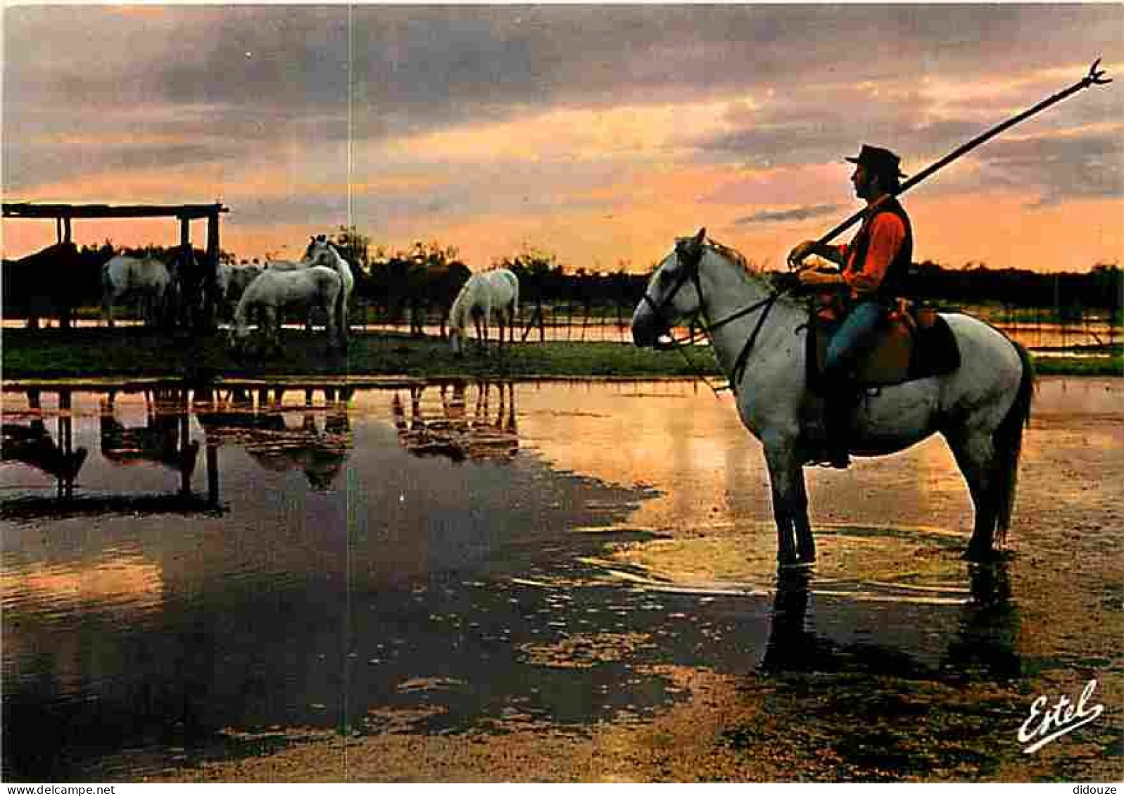 Animaux - Chevaux - Camargue - La Manade Au Coucher Du Soleil - CPM - Voir Scans Recto-Verso - Chevaux