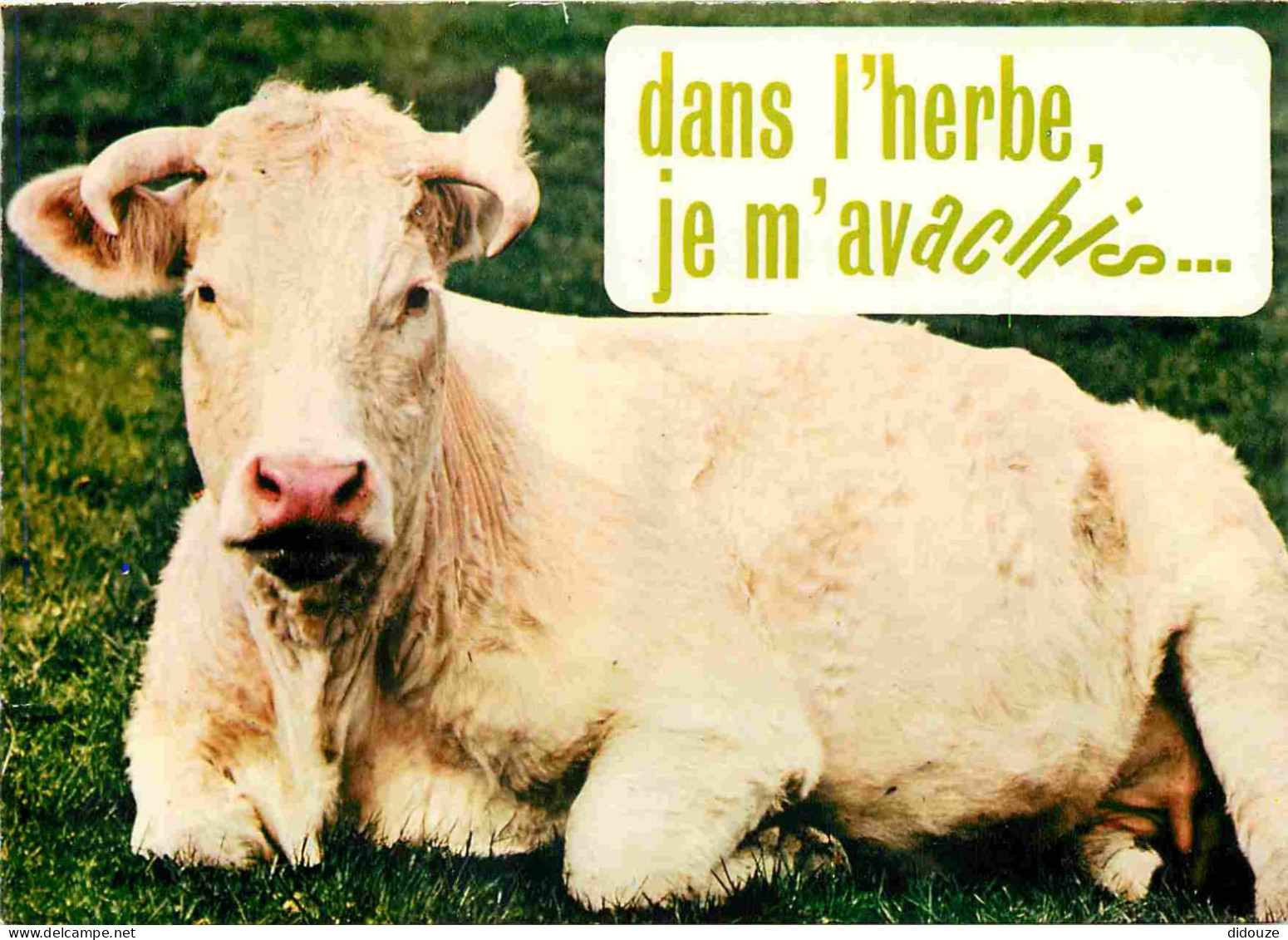 Animaux - Vaches - Carte à Message Humoristique - CPM - Voir Scans Recto-Verso - Koeien