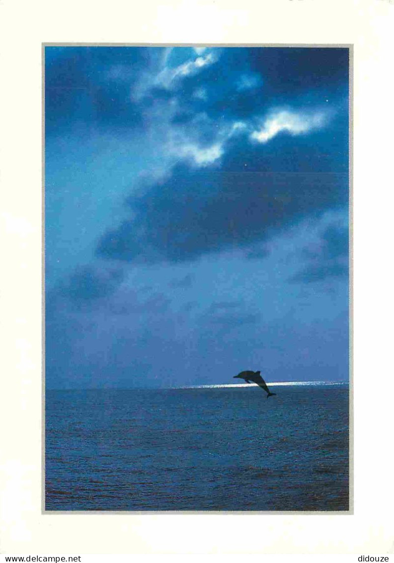 Animaux - Dauphin - Dolphin - CPM - Voir Scans Recto-Verso - Dolphins