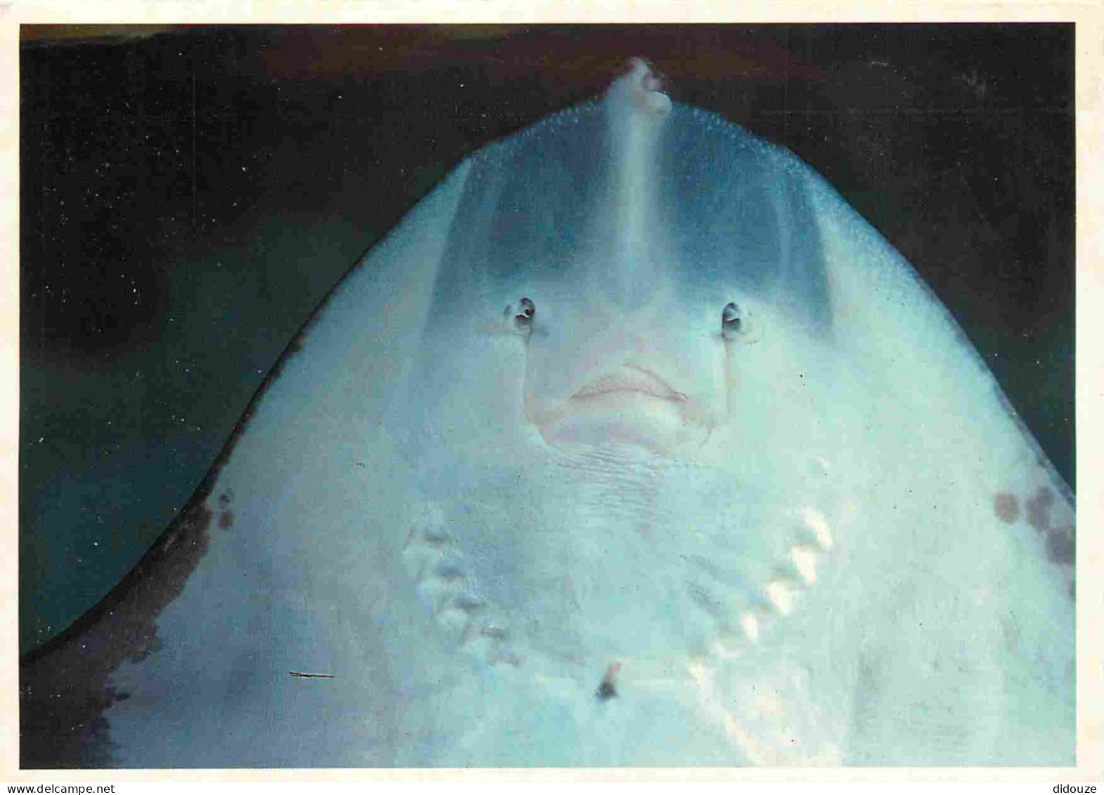 Animaux - Poissons - Aquarium De La Rochelle - 24 - Raie Face Ventrale - CPM - Voir Scans Recto-Verso - Vissen & Schaaldieren