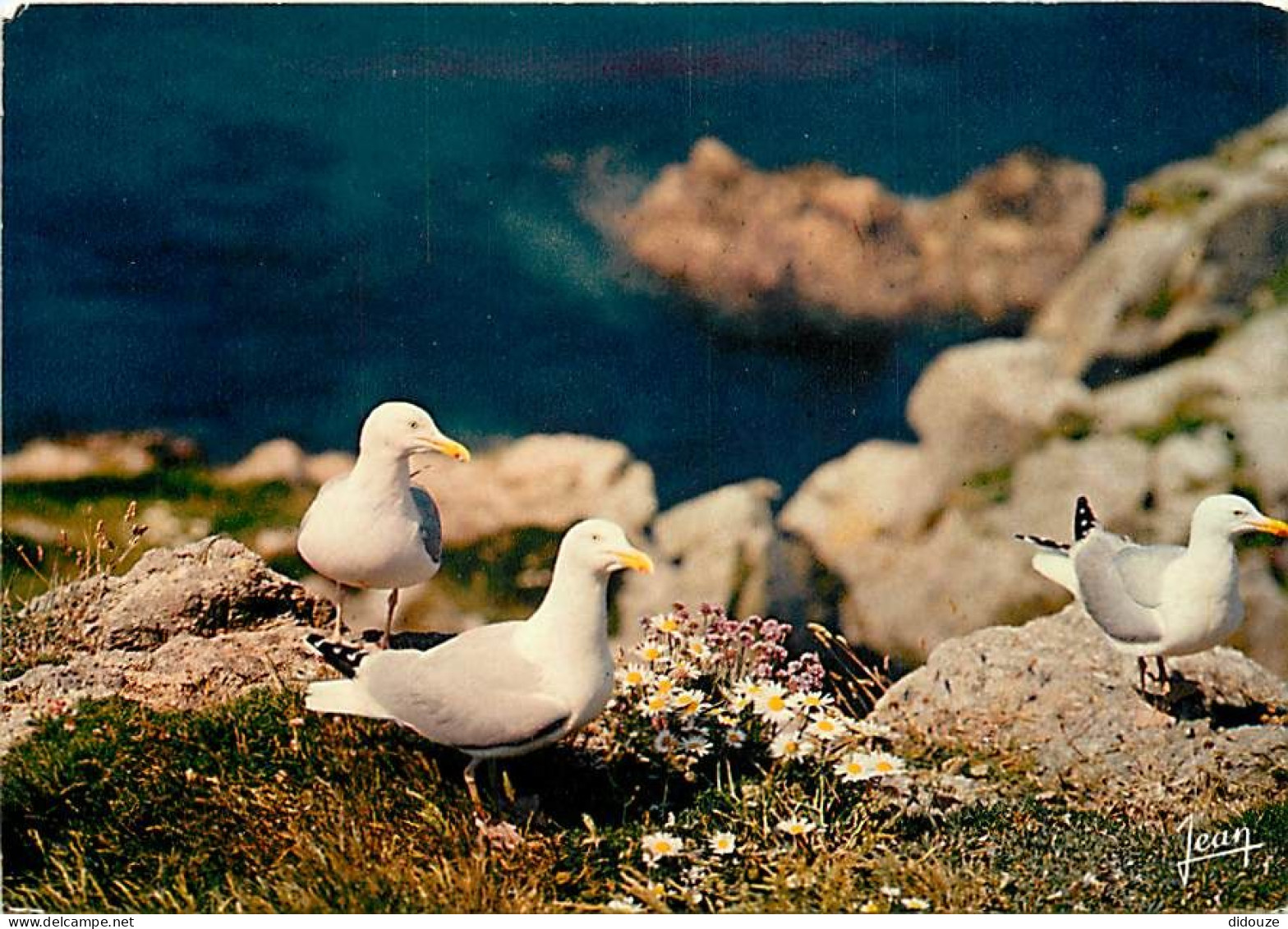 Animaux - Oiseaux - Oiseaux De Mer - Goélands Argentés - CPM - Voir Scans Recto-Verso - Birds