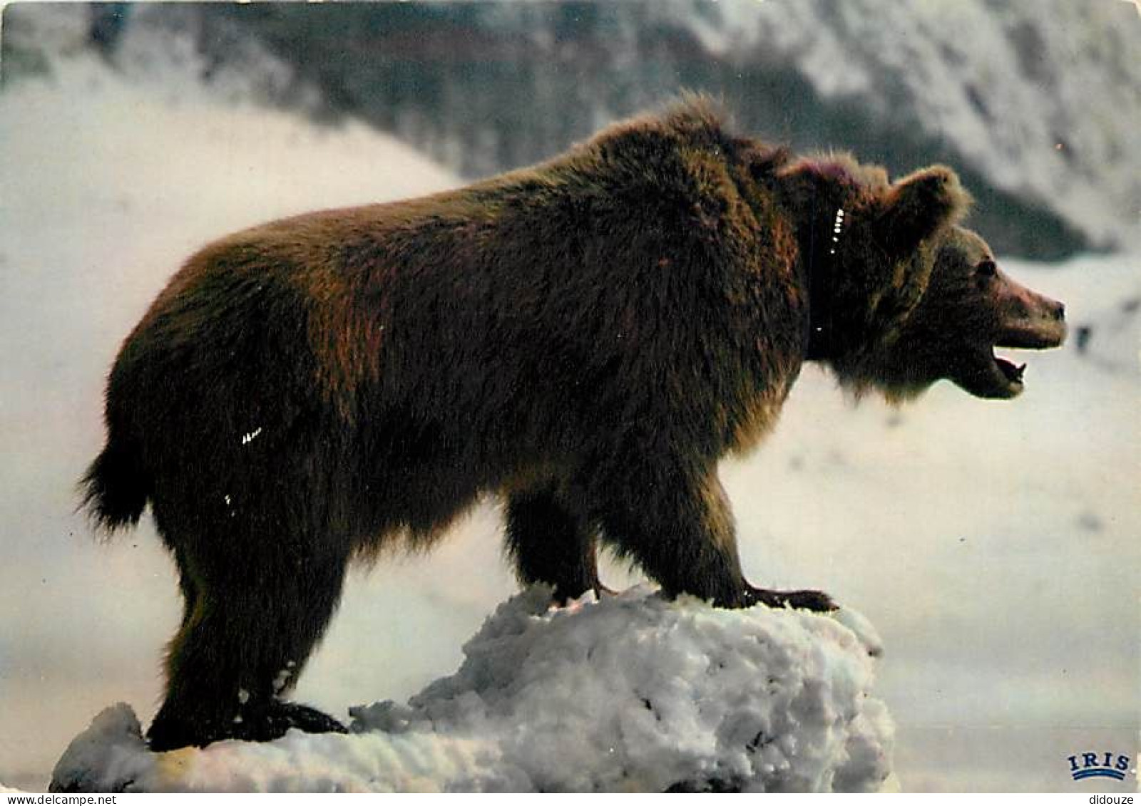 Animaux - Ours - Ours Des Pyrénées - CPM - Voir Scans Recto-Verso - Beren