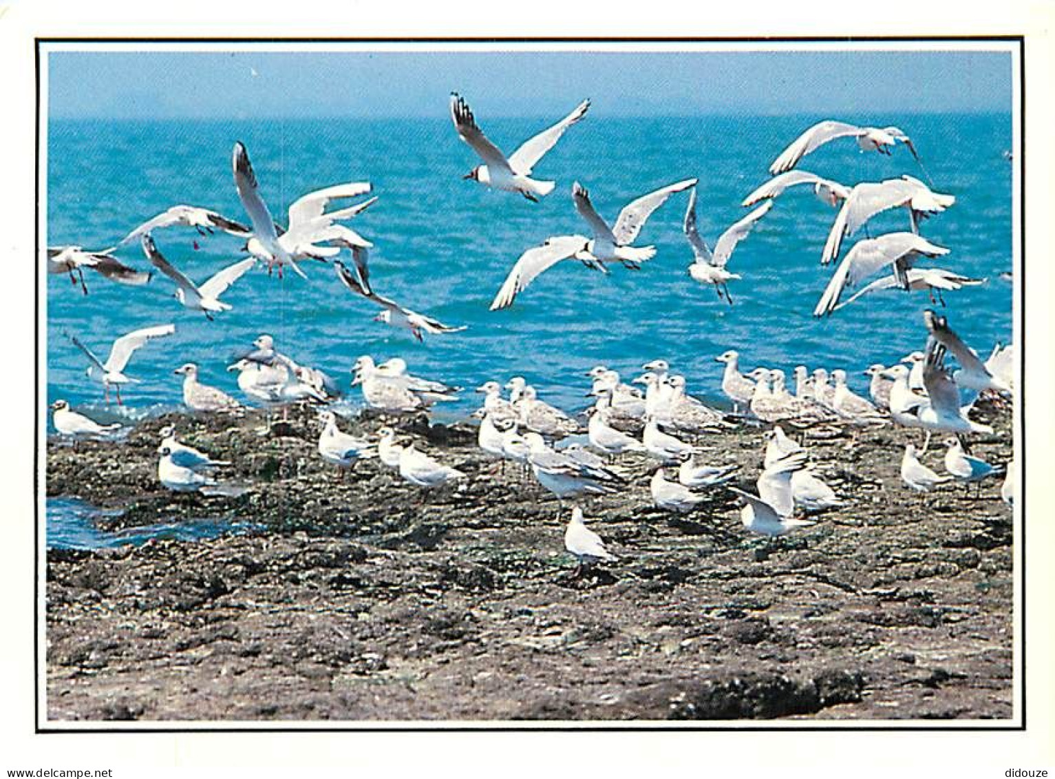 Animaux - Oiseaux - Oiseaux De Mer - Mouettes - CPM - Voir Scans Recto-Verso - Vögel