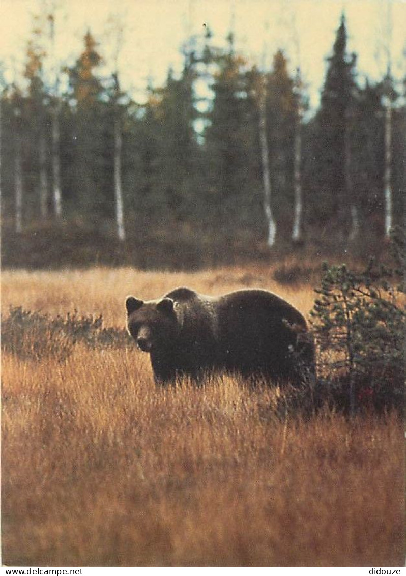 Animaux - Ours - CPM - Voir Scans Recto-Verso - Bears