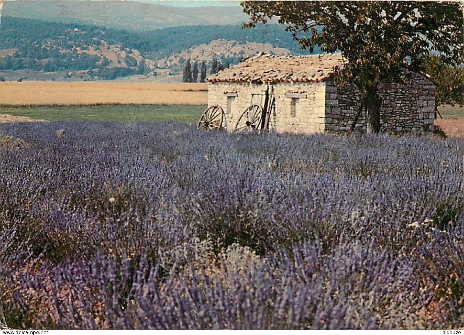 Fleurs - Champs De Lavande - Provence - CPM - Voir Scans Recto-Verso - Bloemen