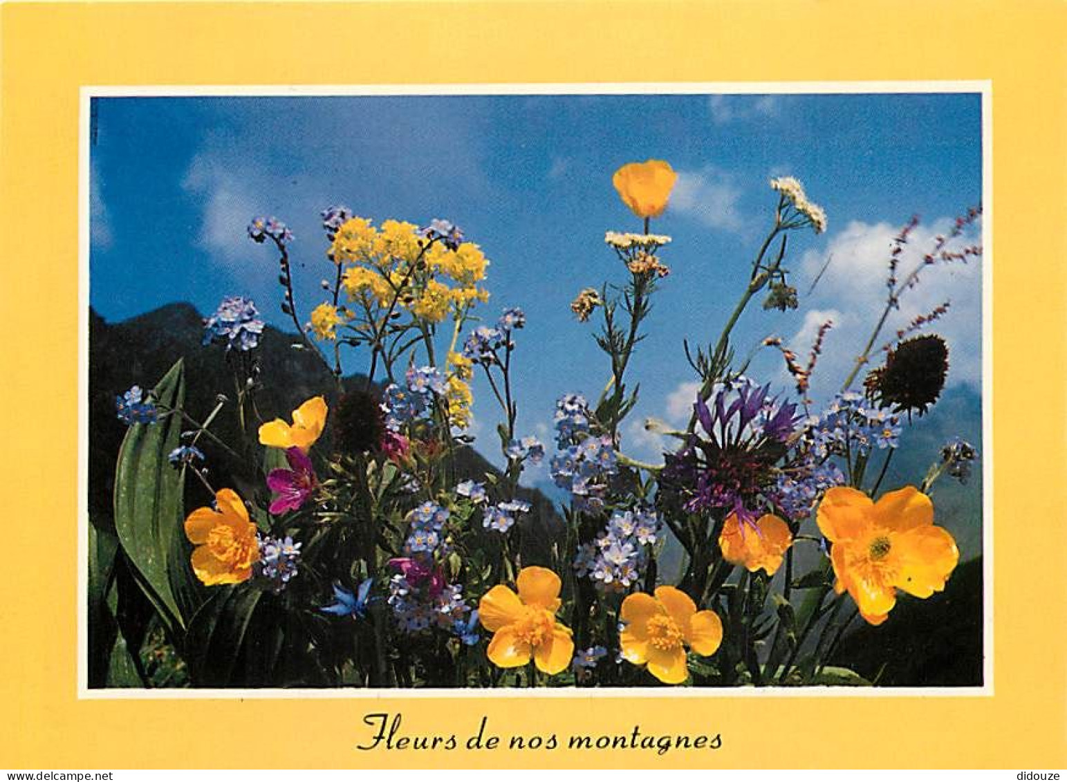 Fleurs - CPM - Voir Scans Recto-Verso - Flores