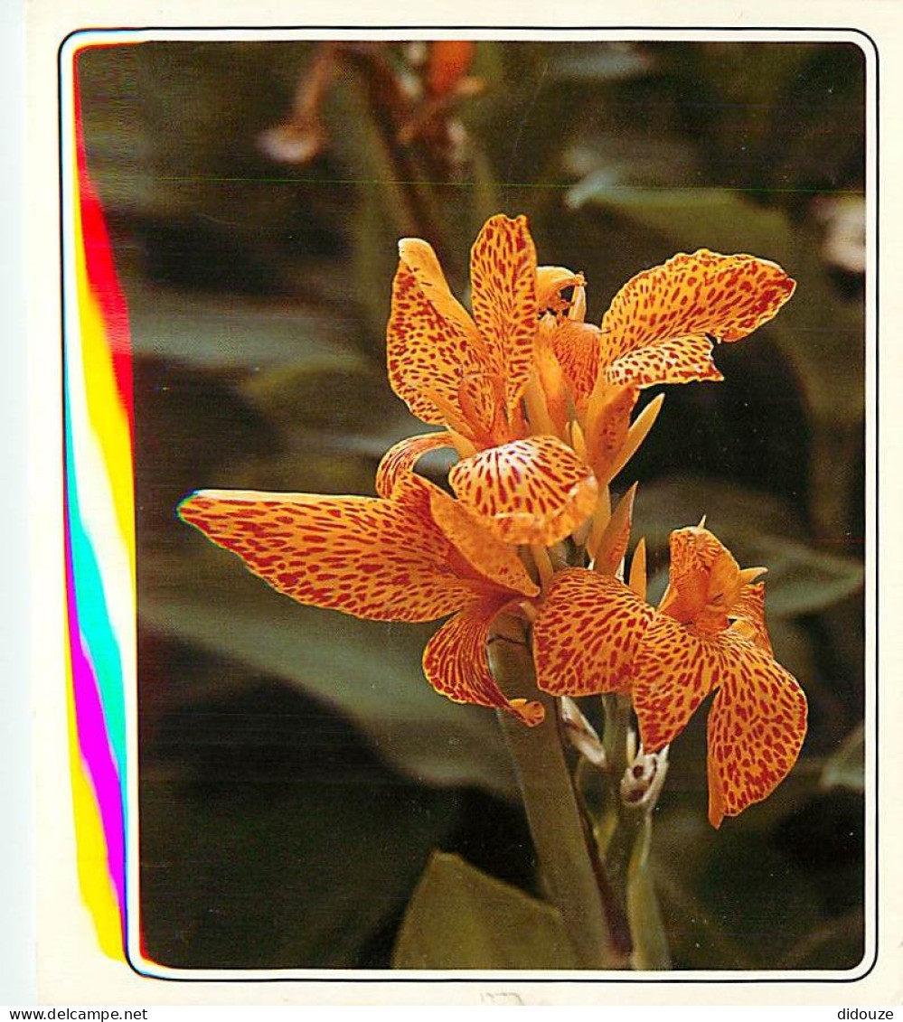 Fleurs - CPM - Voir Scans Recto-Verso - Bloemen