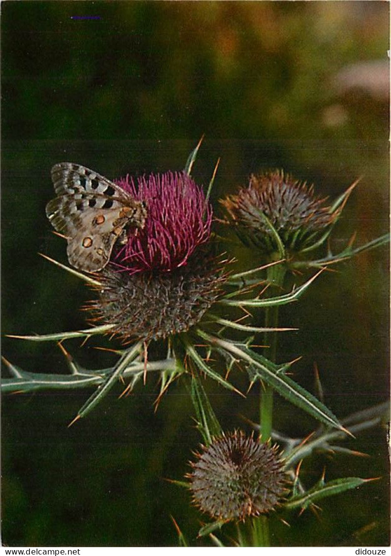 Fleurs - CPM - Voir Scans Recto-Verso - Flores