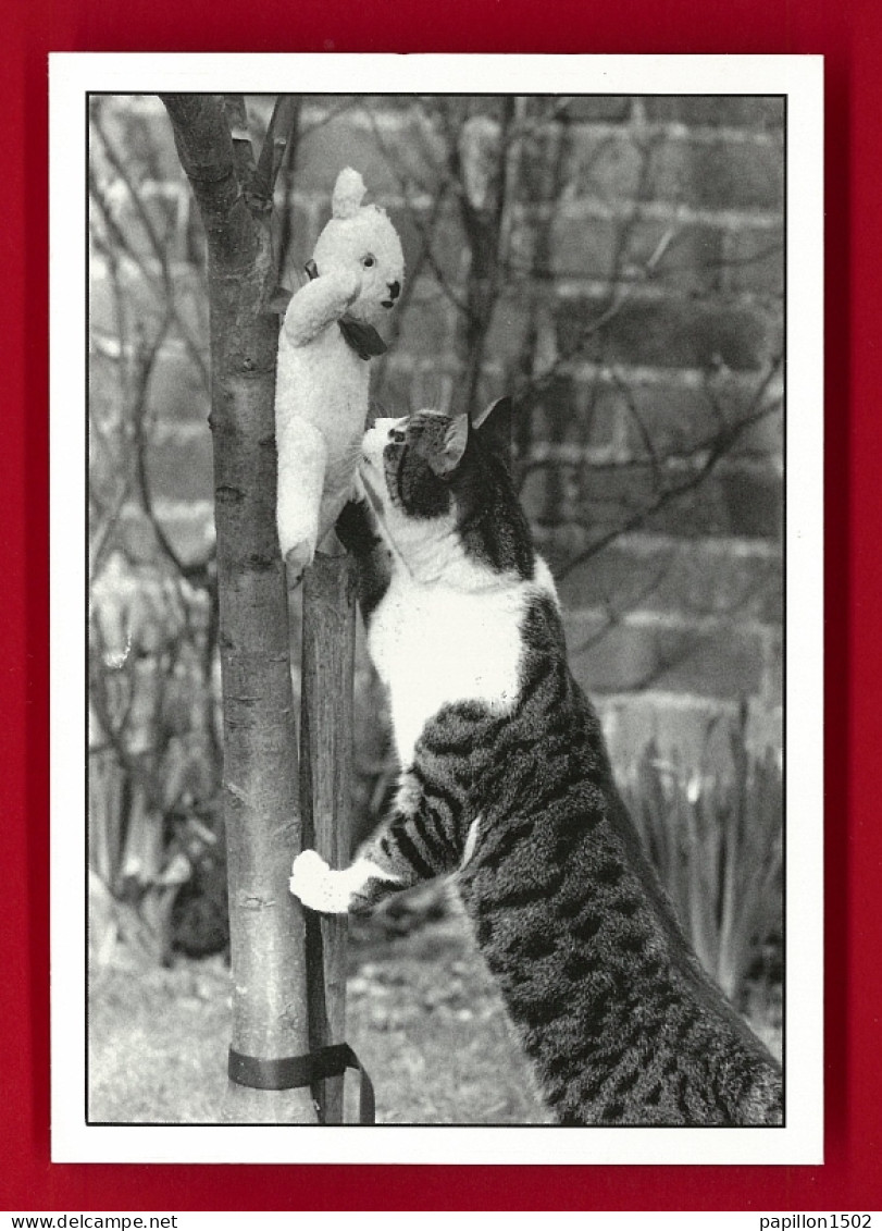 Animaux-366P125  Chat Qui Regarde Une Peluche Accrochée Dans Un Arbre, BE - Chats