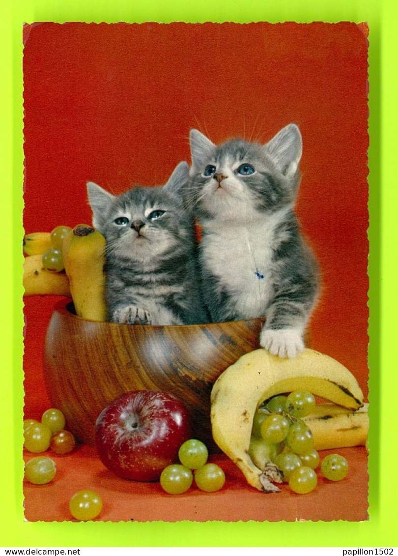 Animaux-381P125  Chatons Dans Un Bol, Fruits, BE - Gatti