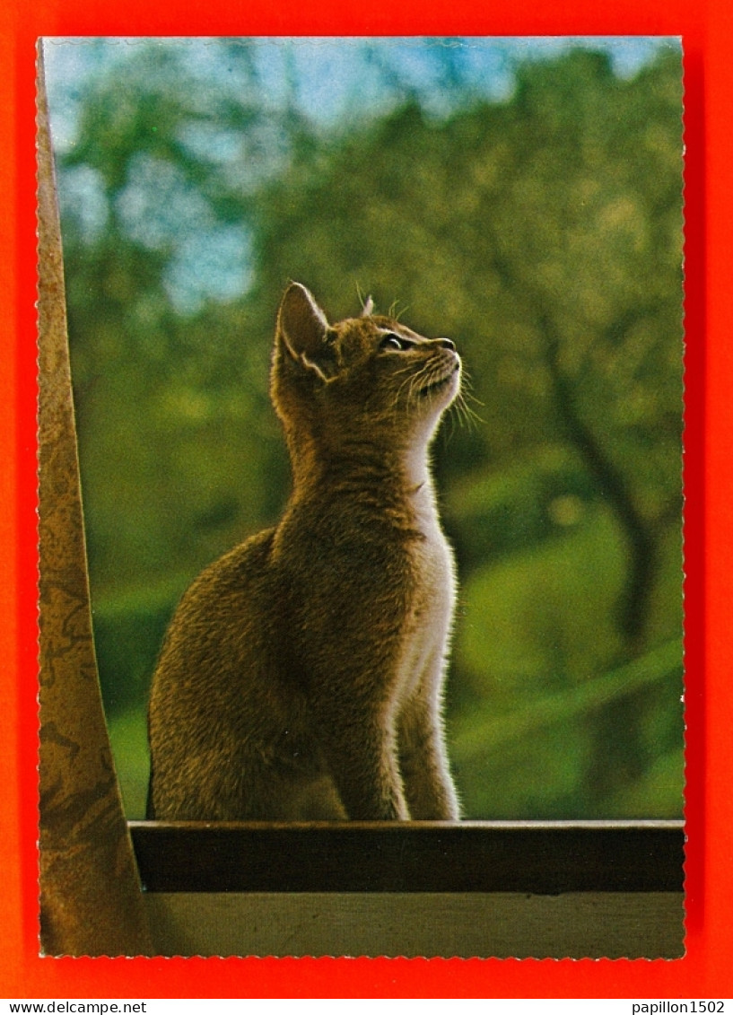 Animaux-382P125  Un Chat Qui Regarde Par La Fenêtre, BE - Gatti