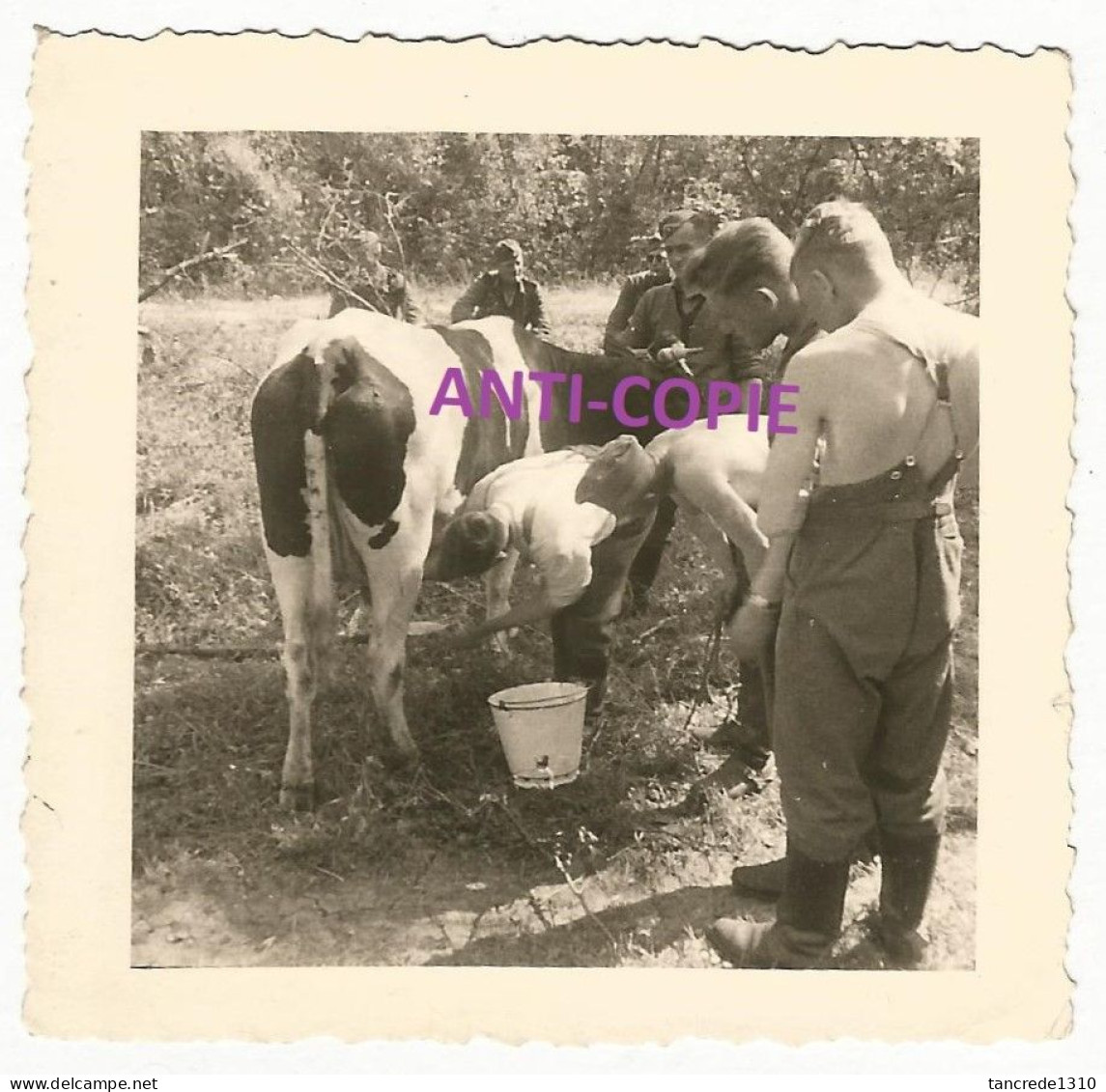 WW2 2x PHOTO ORIGINALE Soldats Allemands Traite Vache OCCUPATION - 1939-45