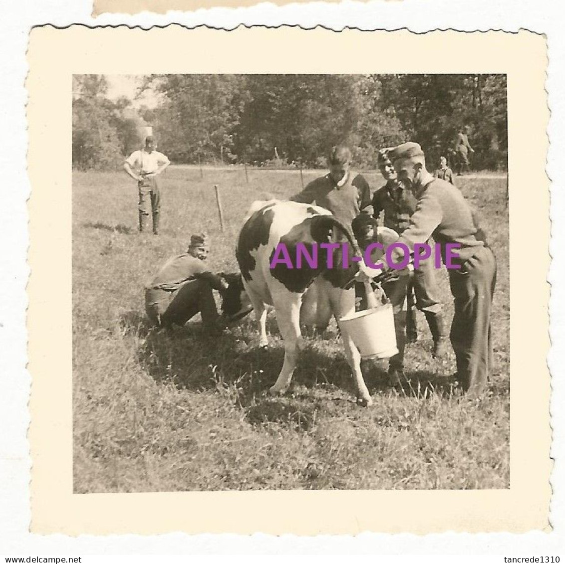 WW2 2x PHOTO ORIGINALE Soldats Allemands Traite Vache OCCUPATION - 1939-45