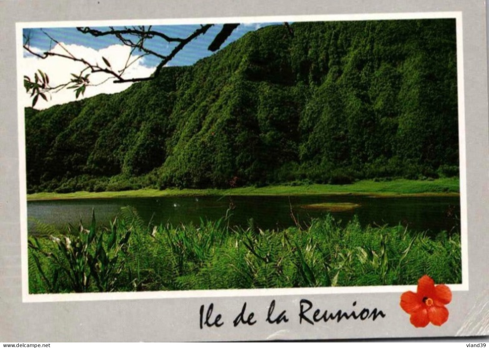 ILE De La REUNION. :  Le Grand Etang : Plaine Des Palmistes.    Cachet Postal. 1991 - Other & Unclassified
