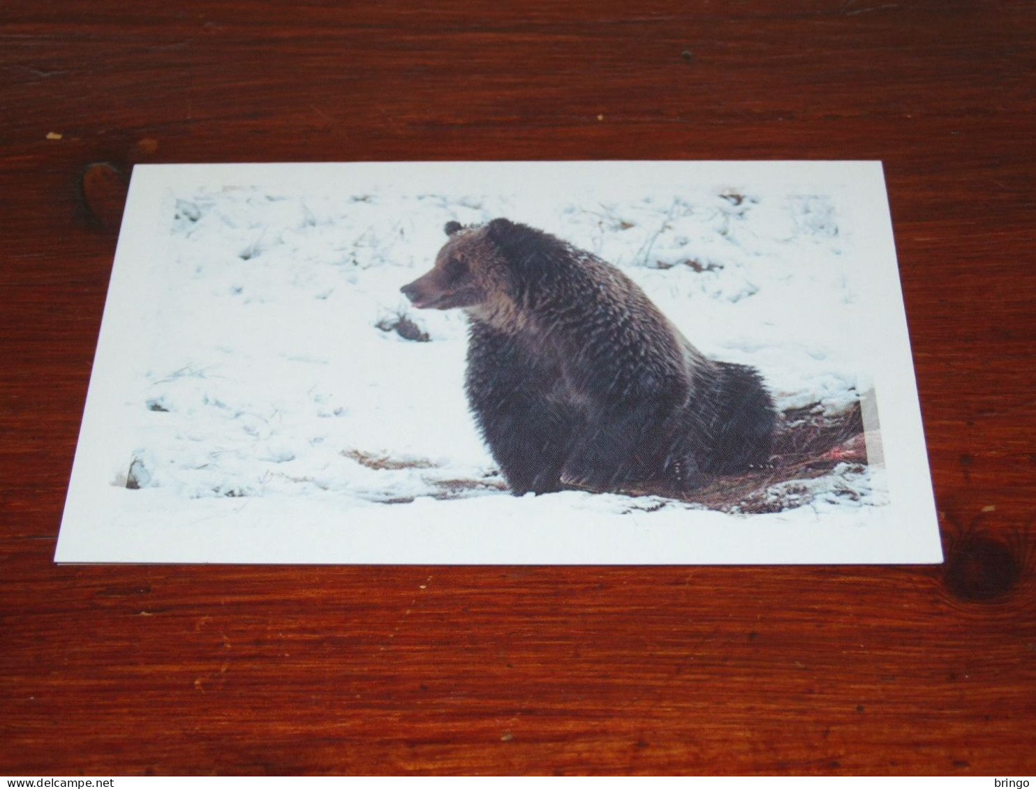 73377-         DOUBLE CARD - BEREN / BEARS / BÄREN / OURS / ORSI - Bären