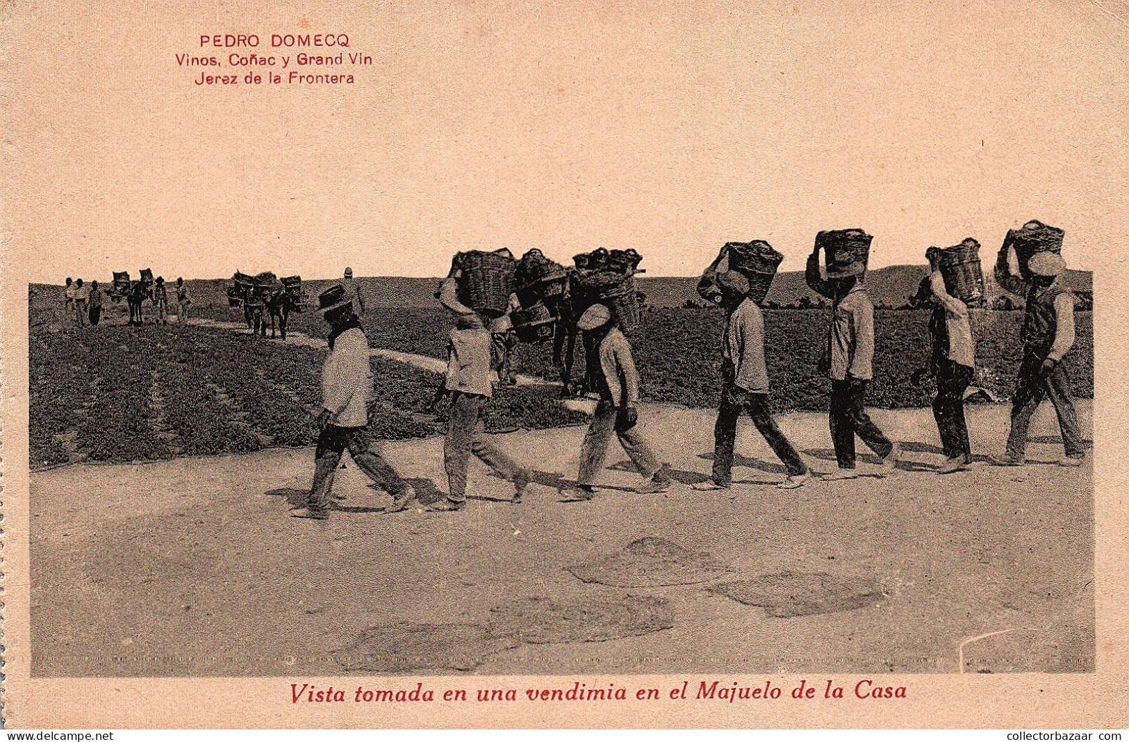 Vines Grapes Planting Vendimia Ca1900 Advertising Postcard Sherry Wine Cognac  Jerez De La Frontera Spain Pedro Domecq - Reclame