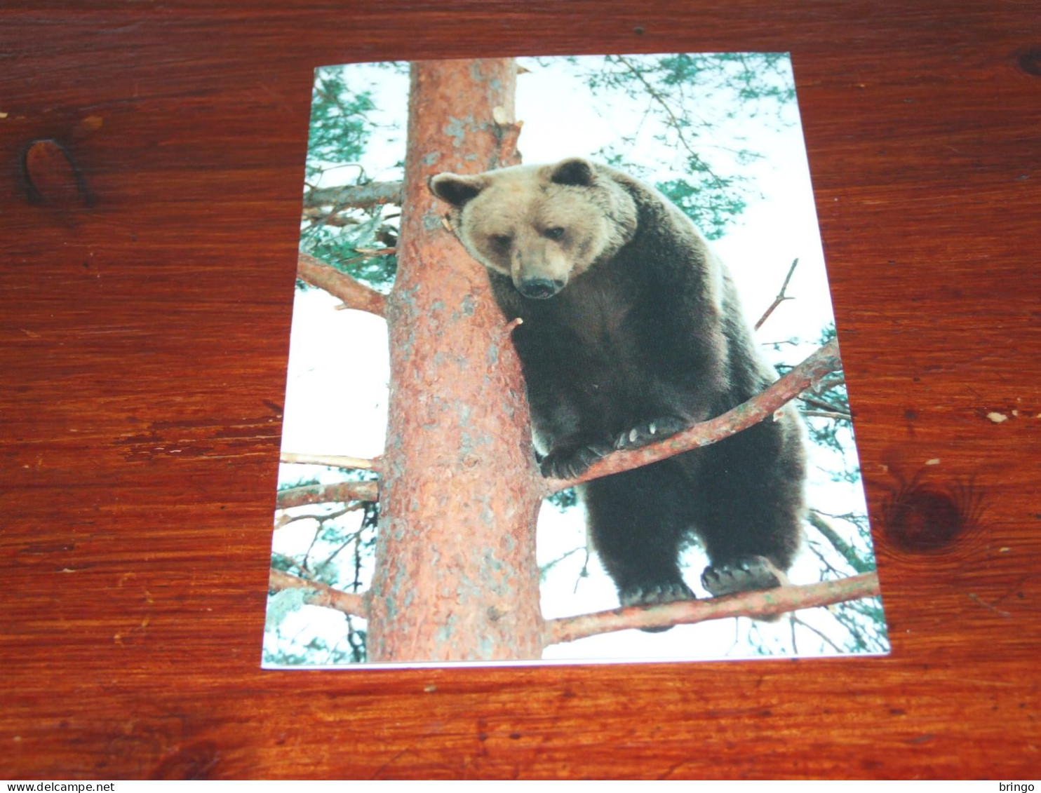 73381-         DOUBLE CARD - BEREN / BEARS / BÄREN / OURS / ORSI - Beren