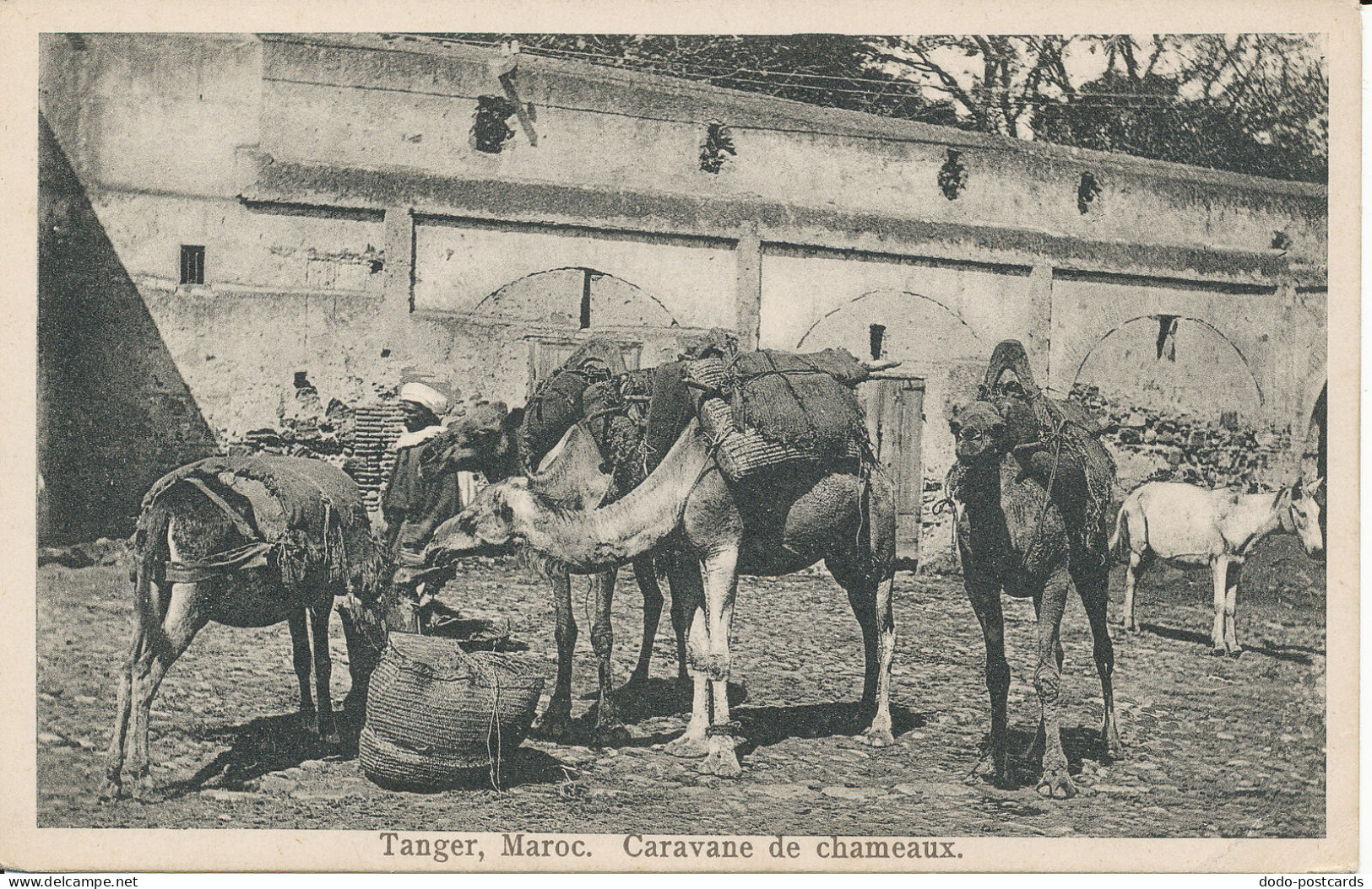 PC40426 Tanger. Maroc. Caravane De Chameaux. S. J. Nahon. B. Hopkins - Monde