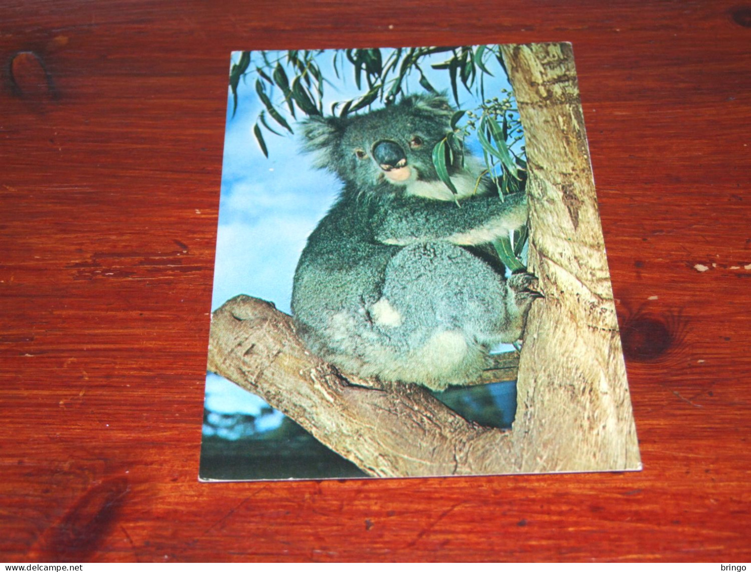 73396-            KOALA - BEREN / BEARS / BÄREN / OURS / ORSI - Ours