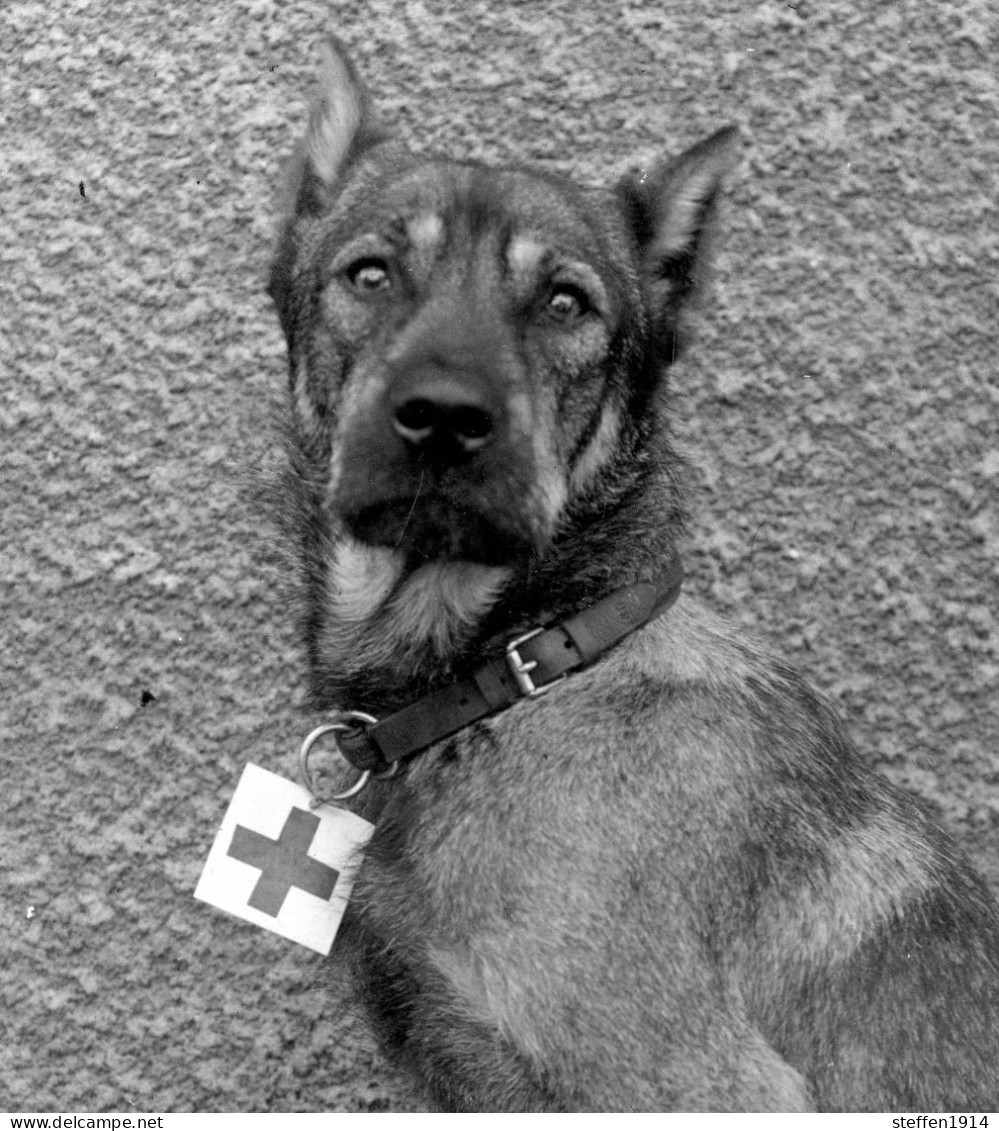 RAR ! Allemande Carte Photo / Portrait  Sanitätshund /Ambulance Chien / Red Cross Dog WWI 14-18 - Weltkrieg 1914-18