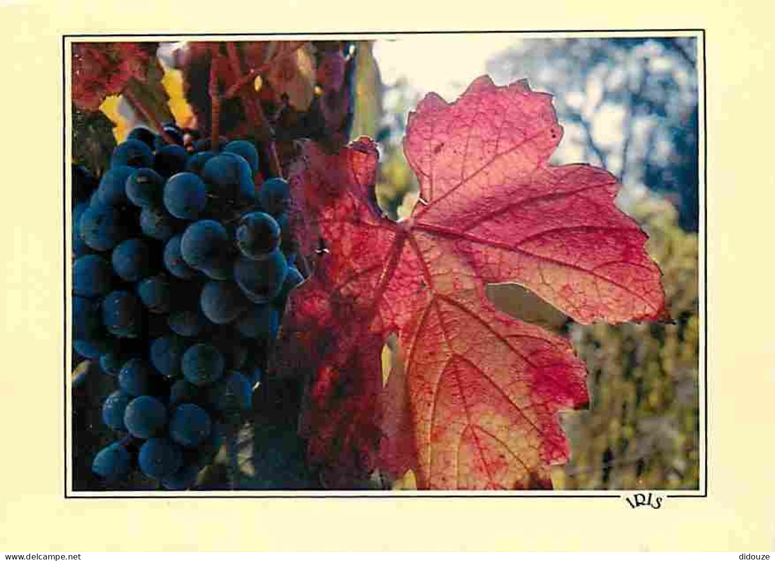 Vignes - Ambiance - Symphonie D'Automne - Raisins - CPM - Voir Scans Recto-Verso - Weinberge