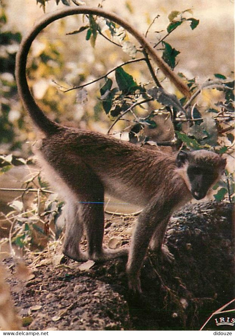 Animaux - Singes - Faune Africaine - 8587 - CPM - Carte Neuve - Voir Scans Recto-Verso - Affen