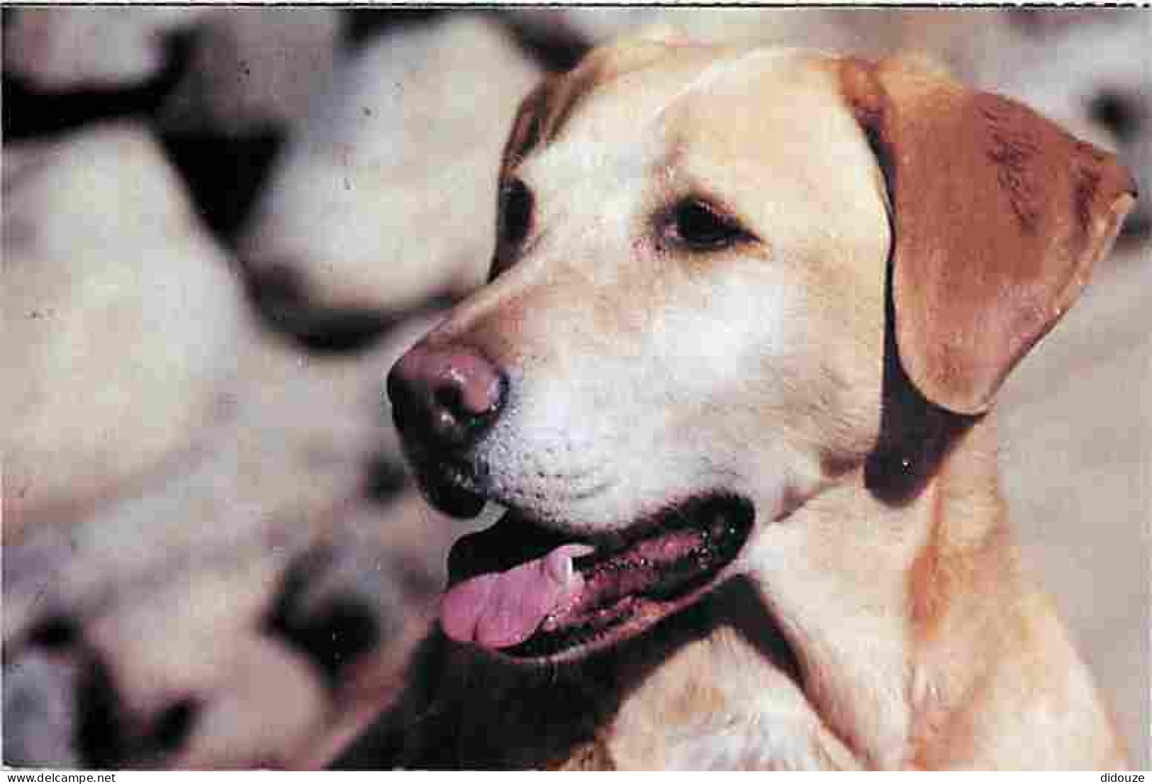 Animaux - Chiens - Labrador - CPM - Voir Scans Recto-Verso - Chiens