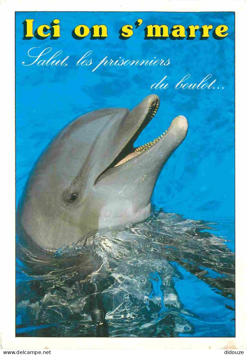 Animaux - Dauphin - Dolphin - Carte à Message - CPM - Carte Neuve - Voir Scans Recto-Verso - Dolfijnen