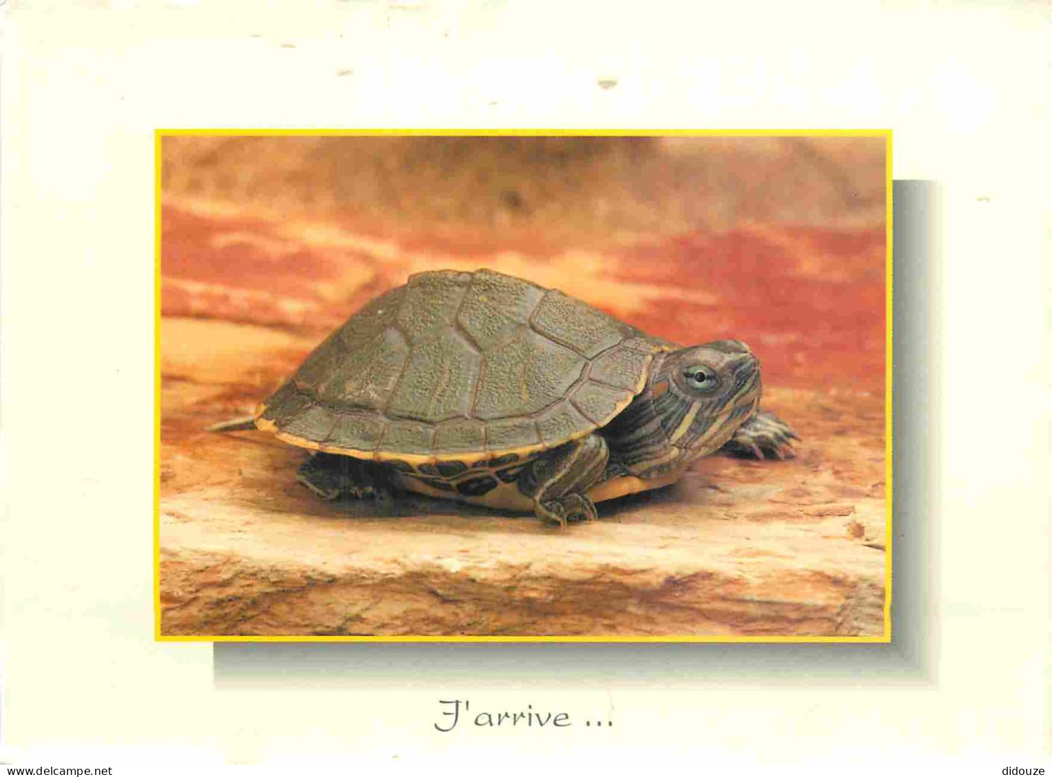 Animaux - Tortue - Carte à Message - CPM - Voir Scans Recto-Verso - Tartarughe