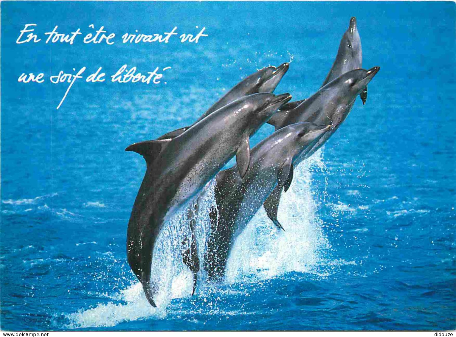Animaux - Dauphin - Dolphin - Carte à Message - CPM - Carte Neuve - Voir Scans Recto-Verso - Dauphins